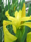 YELLOW FLAG WATER IRIS PSEUDACORUS 100+ SEEDS - NEW CROP! - MADE in USA - LOOK!