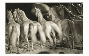 Postal René Burri, Foto ""Knie Circus, Zurich, Suiza"" 1970 Caballos COMO NUEVA - Imagen 1 de 1
