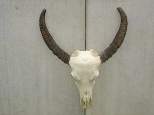 Wasserbüffel Schädel Hörner Wanddekoration Geweih Tier Präparat Unikat günstig - Bild 1 von 10