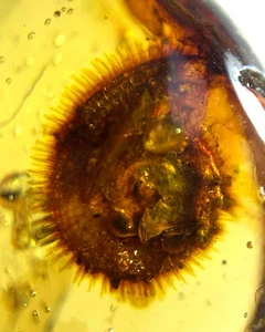 Cretaceous Fossil Burmese amber burmite rare snail insect amber Fossil Myanmar - Picture 1 of 7