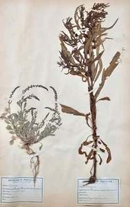 Botany - Plank Herbarium Xixth - Plants Dried - Primulacées 38 - Picture 1 of 5