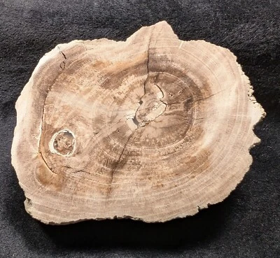 Hermosa madera petrificada pulida de Texas con termita/bug Frass Foto 1 de 4