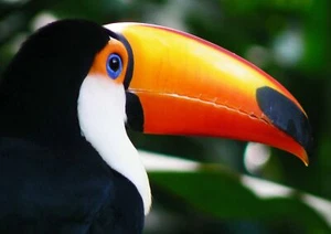 COLOURFUL TOUCAN - Wild Birds Poster Picture Print Sizes A5 to A0 *FREE DELIVERY - Imagen 1 de 7