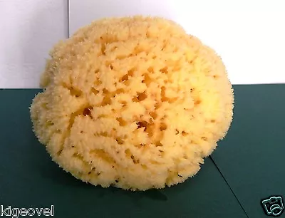 Natural Sea Sponge 5.5'' To 6'' = 14 - 15cm Large GREEK KALYMNOS Family BATH • 17.71£
