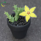Orbea Semota Asclepiadaceae Succulent Potted Plants Will Bloom Home Plants 3 4Cm