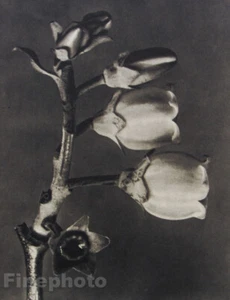 1942 Vintage KARL BLOSSFELDT Botanical Blueberry Flower Bud German Photo Gravure - Picture 1 of 1