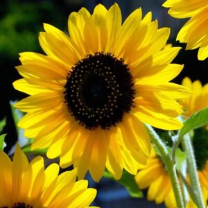 Sunflowers Sunspots Annual Hedge Organics Large Dramatic Cut Flowers Grams Seeds