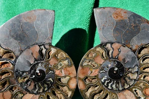 Fossil PAIR Ammonite w/ Crystals XXXLRG 8.6" 110 million years old 221mm a3747xx - Picture 1 of 9
