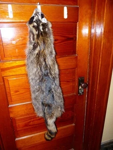 ENORME HERMOSO MAPACHE CURTIDO 4 PIES GARRA PIEL PIEL PIEL TAXIDERMIA R13 DECORACIÓN SOMBRERO DE CABINA - Imagen 1 de 5
