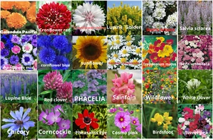 Blumensamen Sorten Petunie Alyssum süße Erbsenaster Sonnenblume 22 in einer Box - Bild 1 von 11