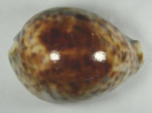 CYPRAEA TIGRIS ZYMECRASTA 79.39mm SUPER CHOICE SPECIMEN Northern Madagascar 2011 - Picture 1 of 4