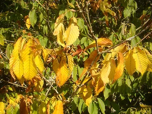 ACER CARPINIFOLIUM, Hornbeam Maple, fishbone like veins, rare hardy tree 20-25cm - Picture 1 of 1