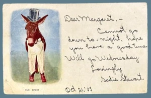 Anthropomorpher Esel "Old Sport" • ungeteilt verschickt 1905 Blue Lake California - Bild 1 von 2