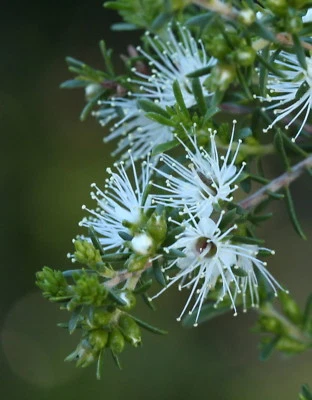20 graines de KUNZEA BLANCHE (Kunzea Ambigua)G814 SEEDS SAMEN SEMENTES SEMILLAS