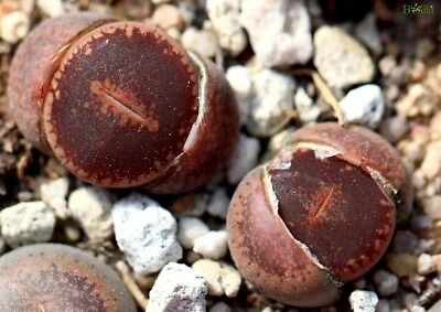 SEEDS - Lithops  aucampiae  30seeds C11 - Image 1 of 4