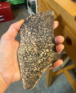 Dinosaur Fossilized Gem Bone Gorgeous Rough Slab 150g Brown 6”x 3” Rare Pattern