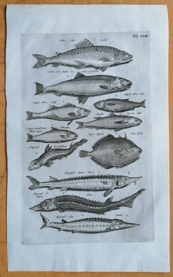 Merian/Johnston Original Kupferstich Fische Stör Folio - 1657 - Bild 1 von 1