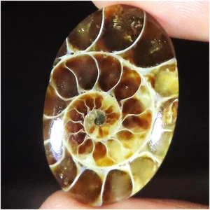 27.80 Cts Ammonite Fossil Oval Cabochon Natural Loose Gemstone 18x28x6 mm jt827 - Picture 1 of 7
