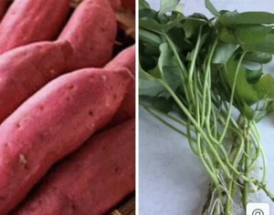 10 Sweet potato Cuttings/ Red Japanese - organically grown -ready To Plant - Picture 1 of 8
