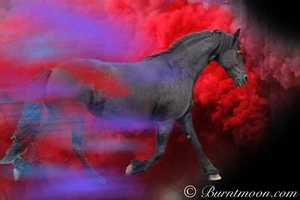 Holi horse Art Photographic Print - Picture 1 of 1