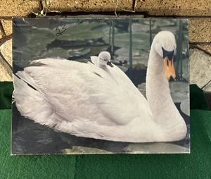 Vintage Springbok - Natural Wonder Swan - 500+ Piece - Complete - Picture 1 of 5