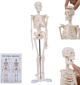 17.7'' Human Skeleton Model for Anatomy, Mini Human Body Posable Skeleton Model - Picture 1 of 6