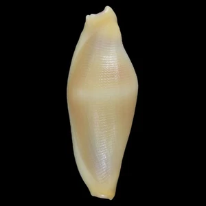 CRENAVOLVA TRAILLII Yellow (Bohol Isl., Philippines) 8.5mm #44855 - Picture 1 of 3