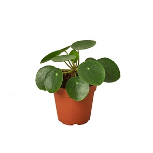 Pilea Peperomioides 'Chinese Money' - Picture 1 of 10