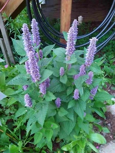 Anise Hyssop Flower Seed (agastache foeniculum) Tea / Herb - Picture 1 of 4