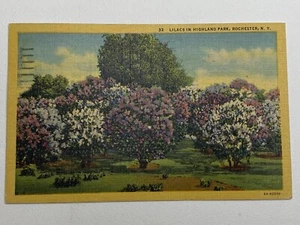 Lilacs in Highland Park Rochester New York USA Vintage Postcard Posted 1953 - Picture 1 of 2