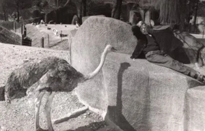 Ostrich Vincennes Zoo Wildlife France Press Photo 1955 - Picture 1 of 4