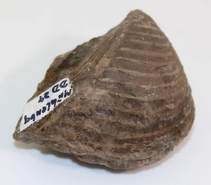 Muschel, Trigonia sp., Jura, Callov, Hannover-Mühlenberg,Deutschland-c161 - Picture 1 of 7