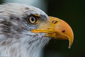 Bald Eagle 8 x 10 Framed poster Natural Animal Wall Art Print 🦅 - Picture 1 of 5