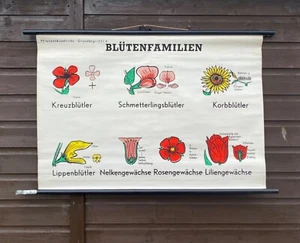 Carta escolar roll down botánica vintage de tipos de familias de flores - Imagen 1 de 13