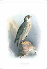 1893 Antique Colour Print Bird Natural History PEREGINE FALCON (143)