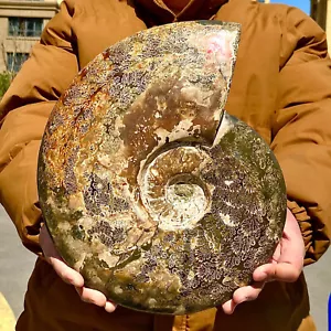 15,55LB Rara conchiglia naturale lucida esemplari fossili del Madagascar - Foto 1 di 13