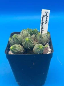 Euphorbia Pseudoglobulosa Grown In 3.5" Pot - Full And Super Healthy! - Picture 1 of 5