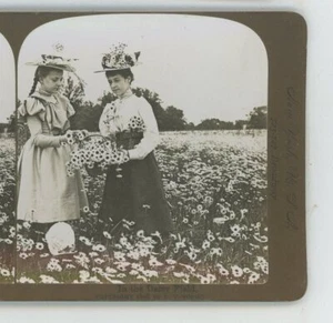 In The Daisy Field Women American Genre Stereoview - Picture 1 of 2