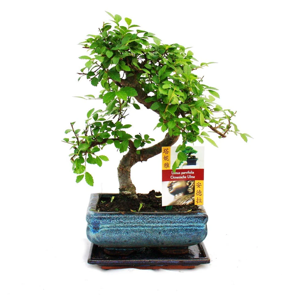 Exotenherz - Bonsai Chinesische Ulme - Ulmus parviflora - ca. 6 Jahre - Bild 1 von 1