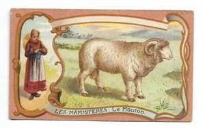 Le Mouton - - Les Mammifères - Chromo Guérin-Boutron - Trade card - Picture 1 of 2