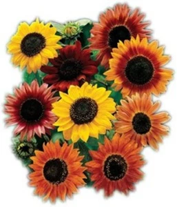Sunflower Seed Mix - Vibrant Heirloom Blooms - Free Shipping - 9 Mixed Varieties - Picture 1 of 3