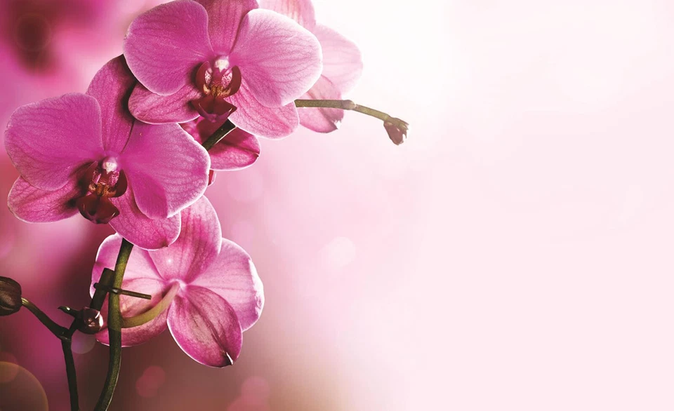 SPA BLUMEN BUDDHA ORCHIDEE Vlies Fototapete Stein Rosa Wohnzimmer TAPETE MODERN - Bild 1 von 1