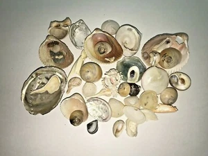 Lot of Mixed Shells Abalone Snail Clam Other Collectible Decor Beach Theme - Picture 1 of 1