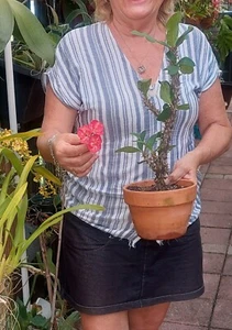 CROWN OF THORNS Euphorbia Milii Corona de Cristo Thai Hybrid 12" Tall ROOTED - Picture 1 of 6