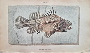Lates gracilis Agassiz Stahlstich handkoloriert 1835 Lizars Barsch Fisch Fossil - Bild 1 von 2