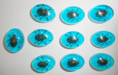 Insect Cabochon Shining Leaf Beetle Oval 18x25 mm blue on white 10 pieces Lot - Image 1 of 4