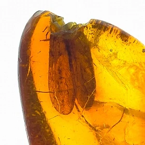 Baltic Amber fossil natural cognac color damaged gem chip w/ insect wings 4.0ct - Bild 1 von 6