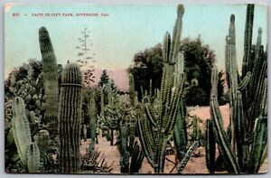 Riverside California c1910 Postcard Cacti In City Park
