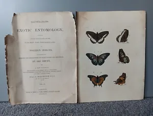 Exotic Entomology Plates Butterflies And Moths Foreign Insects Dru Drury 1837 - Picture 1 of 1