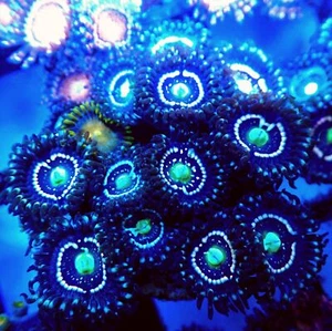 Blue Lagoon Zoa - Picture 1 of 5